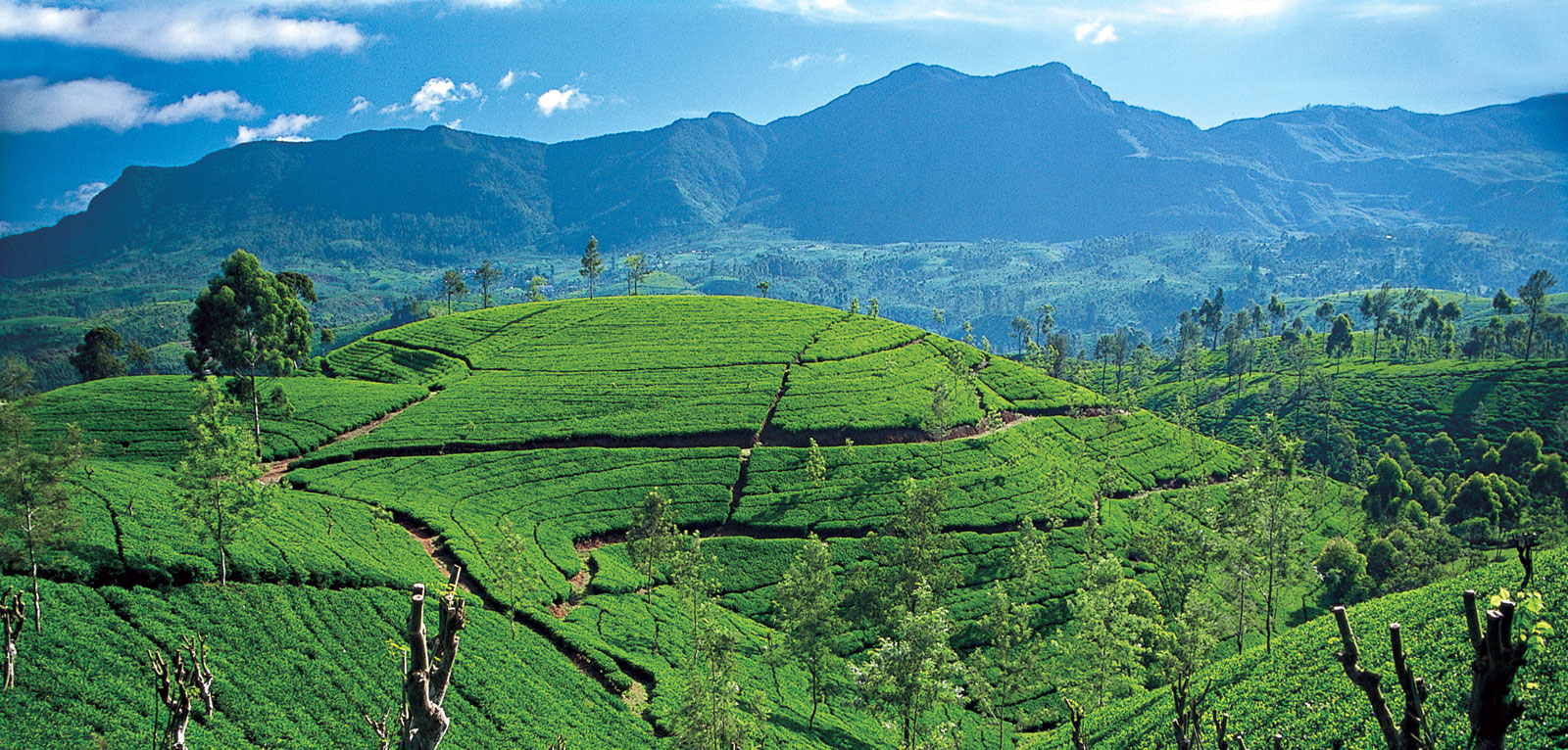 A tea plantation in the central highlands of  Sri Lanka