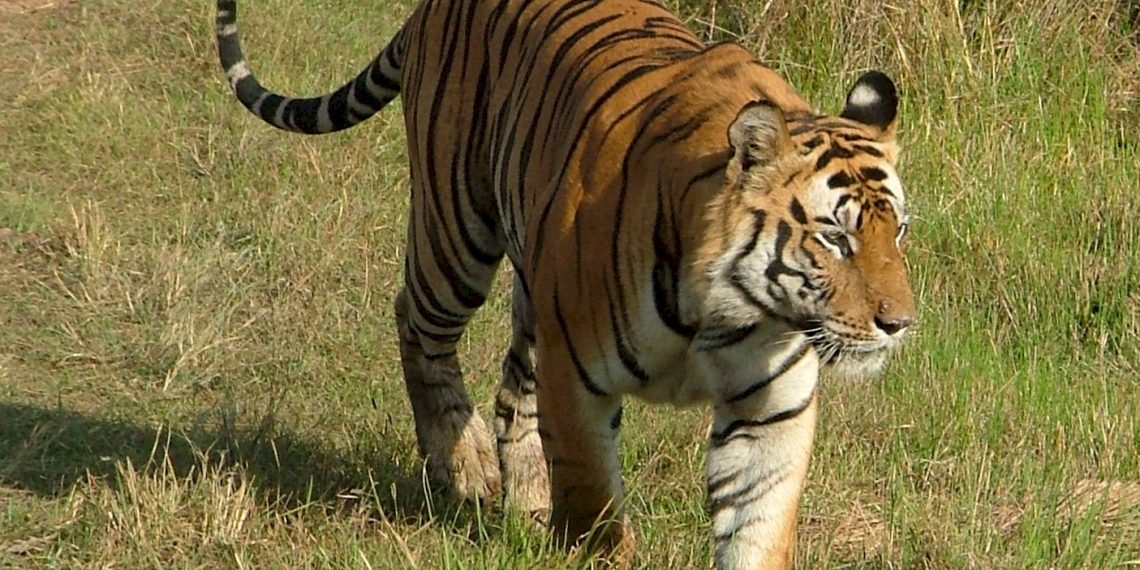 Sri Lanka opens safari park for Bengal Tigers to boost wildlife tourism