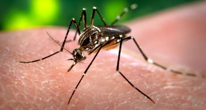 Sri Lanka experiments with a genetically altered mosquito to combat dengue