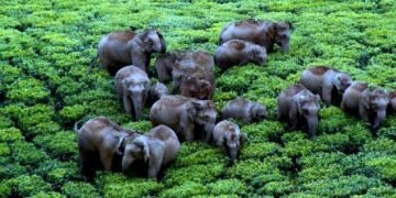 elephants