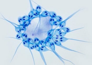 Pic - Stephen Douglas Atkinson