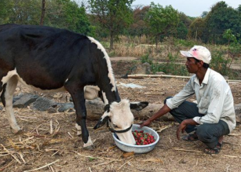 Anil Salunkhe, a farmer, feeds strawberries to his cow during a 21-day nationwide lockdown to slow the spreading of coronavirus disease (COVID-19), at Darewadi village in Satara district in the western state of Maharashtra, India, April 1, 2020. Picture taken April 1, 2020. REUTERS/Rajendra Jadhav