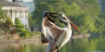 Bird watching in Colombo’s Beira Lake