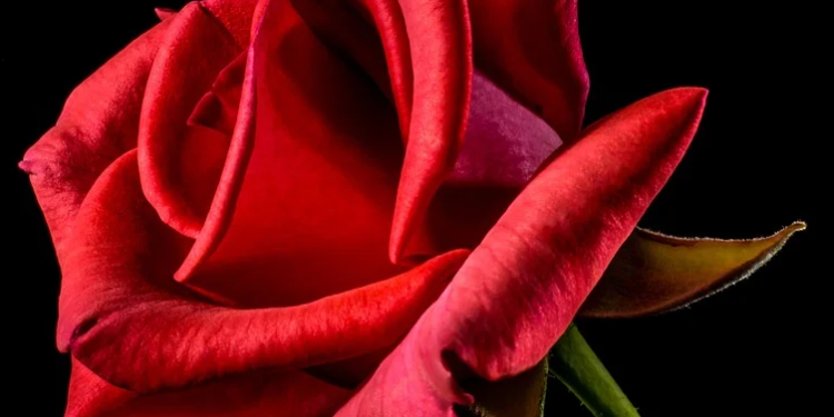 Image credits - Josch13 / Pixabay