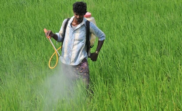 Lankan agro-economists’ concerns over import ban on chemical ...