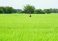 Sri Lanka’s muddled fertilizer policy threatens agriculture