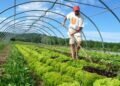 Global organic farming scene should give Sri Lanka points to ponder