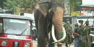 Tusker walks 10 days to join Buddhist festival in Sri Lanka