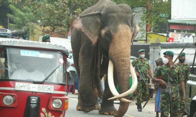 Tusker walks 10 days to join Buddhist festival in Sri Lanka