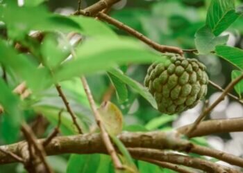 Sugar apple. Image credits - Muhamad Farihin / Unsplash
