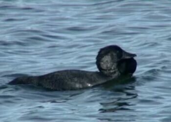 Musk duck