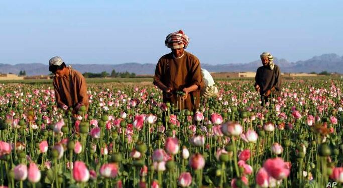 US sanctions will push Afghanistan to rely on drug trafficking