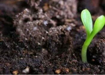 Chinese organic fertilizer company wants controversial samples to be tested by the Swiss SGS group