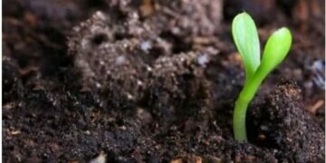 Chinese organic fertilizer company wants controversial samples to be tested by the Swiss SGS group