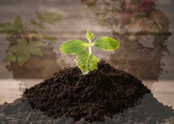 Issues thrown up by detection of harmful bacteria in imported organic fertilizer