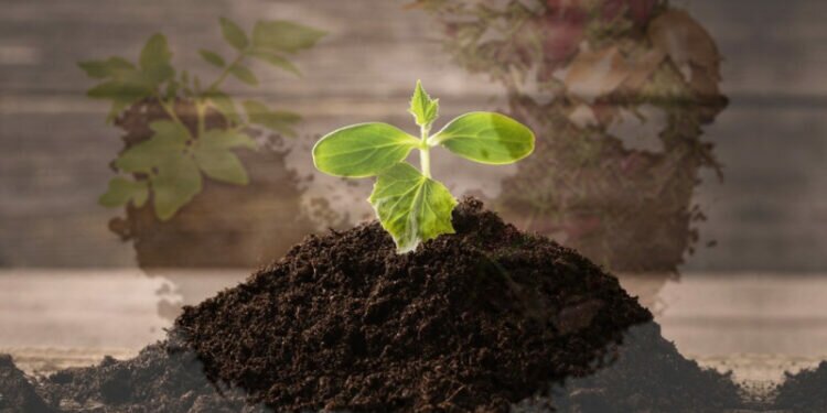 Issues thrown up by detection of harmful bacteria in imported organic fertilizer