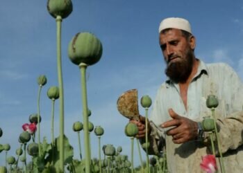 ‘It’s our lifeline’: the Taliban are back but Afghans say opium is here to stay