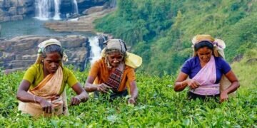 Women pick tea leaves in the highlands of Nuwara Eliya, Sri Lanka. Image credits - Getty Images