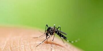 Dengue cases in Sri Lanka on the rise again