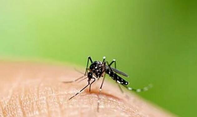 Dengue cases in Sri Lanka on the rise again