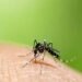 Dengue cases in Sri Lanka on the rise again