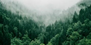 Trees. Image credits - Marita Kavelashvili @maritafox / Unsplash