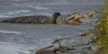 The crocodile with a motorcycle tyre stuck around its neck basks on a riverbank in Palu, Central Sulawesi. (Image courtesy: Associated Press)
