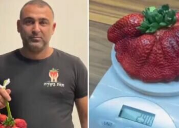 World’s heaviest strawberry grown in Israel breaks record. Image credits - https://www.guinnessworldrecords.com/