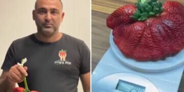 World’s heaviest strawberry grown in Israel breaks record. Image credits - https://www.guinnessworldrecords.com/