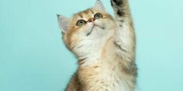 Cat. Image credits - Alvan Nee @alvannee / Unsplash