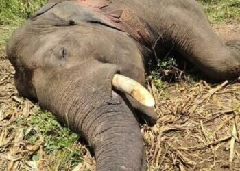Lankan court orders police to get Moratuwa University’s opinion on tusker’s electrocution