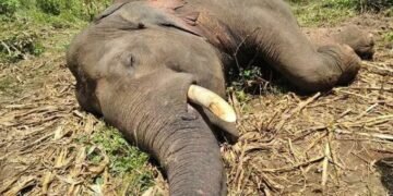 Lankan court orders police to get Moratuwa University’s opinion on tusker’s electrocution