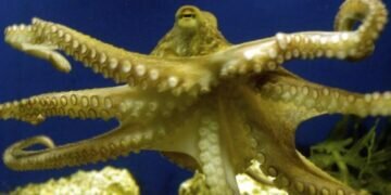 An octopus swims at the zoo in Frankfurt, Germany. (Photo: AP)