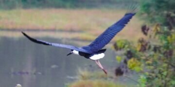 Visuals from Wilpattu National Park in Sri Lanka