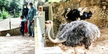 Sri Lankan zoos run out of money to feed animals amid economic crisis