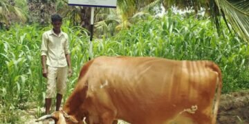 Combating food and medicine shortages in Sri Lanka