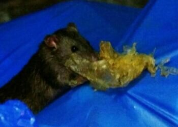 In Mumbai, gold worth Rs 5 lakh recovered from clutches of rats in gutter