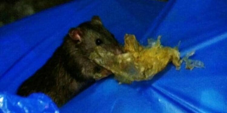 In Mumbai, gold worth Rs 5 lakh recovered from clutches of rats in gutter