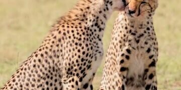 Cheetahs. Image credits - Hari Nandakumar / Unsplash