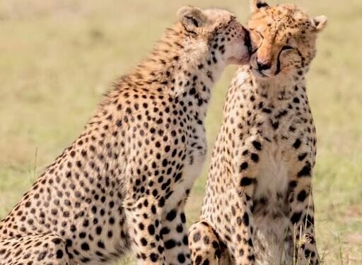 Cheetahs. Image credits - Hari Nandakumar / Unsplash
