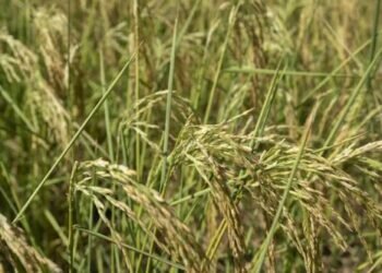 Rice plants that are turning yellow in color sway in the breeze in a farm field on the outskirts of Chongqing, China. (Photo: AP)