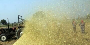 Farm labourers mulch rice paddy straws on a field in Gharaunda in Haryana.