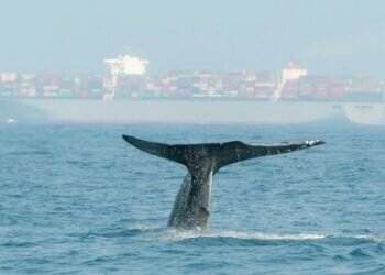 World’s largest container line rerouts to avoid collisions with endangered blue whales near Sri Lanka