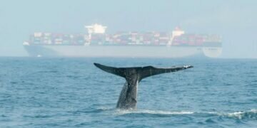 World’s largest container line rerouts to avoid collisions with endangered blue whales near Sri Lanka