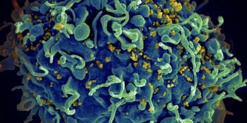 Image credits - National Cancer Institute / Unsplash