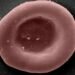 A laboratory-grown red blood cell, which carriers oxygen and carbon dioxide around the body Image credits - NHSBT