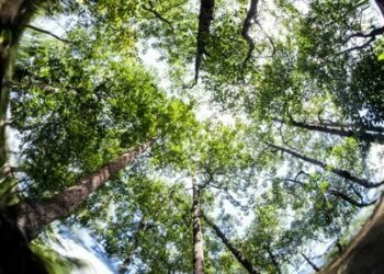 Sri Lanka looks at debt relief through nature conservation - report