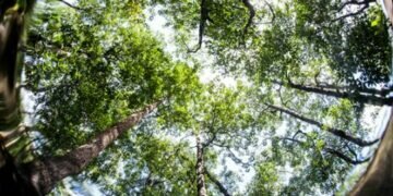 Sri Lanka looks at debt relief through nature conservation - report