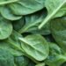 Toxic spinach causes hallucinations and delirium in Australia