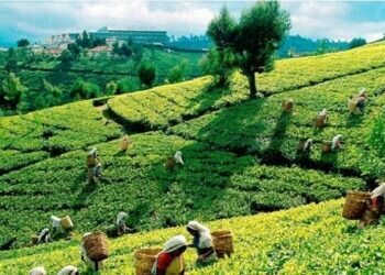 Tea pluckers in Sri Lanka